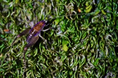 Pristoceuthophilus pacificus