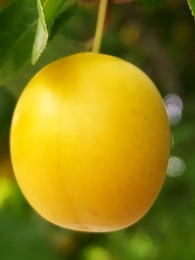 Prunus domestica
