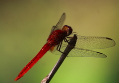 Crocothemis servilia