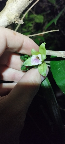Vanilla aphylla