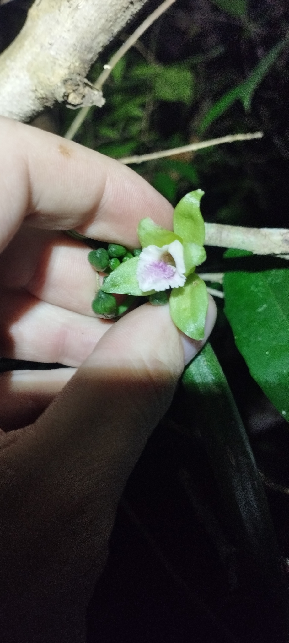 Vanilla aphylla (Vanilla aphylla)