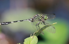 Orthetrum sabina