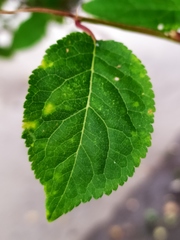 Prunus domestica