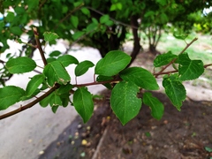 Prunus domestica