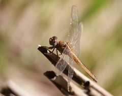 Crocothemis servilia
