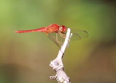 Crocothemis servilia