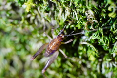 Pristoceuthophilus pacificus