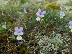Viola tricolor curtisii