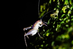 Pristoceuthophilus pacificus