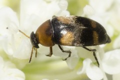 Anaspis quadrimaculata