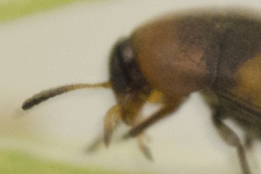 Anaspis quadrimaculata