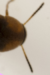 Anaspis quadrimaculata