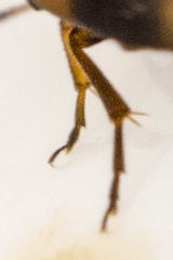 Anaspis quadrimaculata