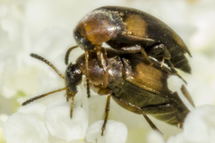 Anaspis quadrimaculata