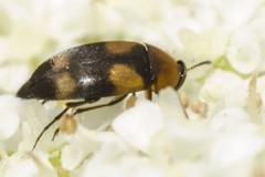 Anaspis quadrimaculata