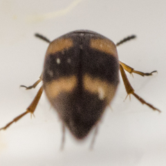 Anaspis quadrimaculata