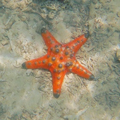 Protoreaster nodosus