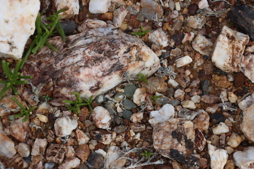 Lithops divergens