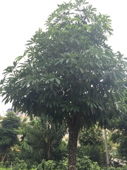 Alstonia