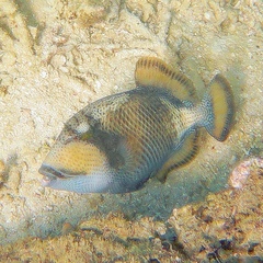 Balistoides viridescens