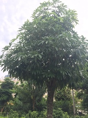 Alstonia