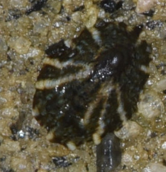 Lottia conus