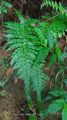 Microlepia hookeriana