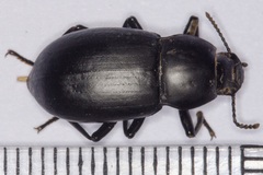 Coelometopus clypeatus