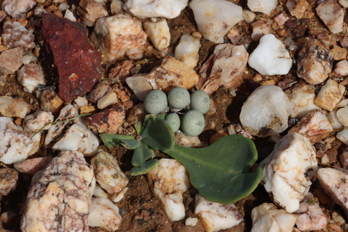 Image of Lobeleaf Babooncabbage (Othonna auriculifolia) by (c) Tony Rebelo, some rights reserved (CC BY-SA)