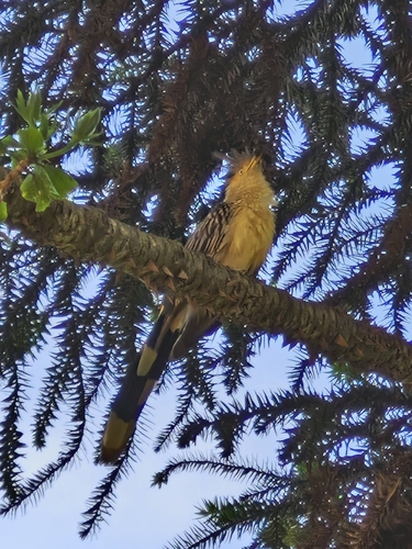 Guira Cuckoo