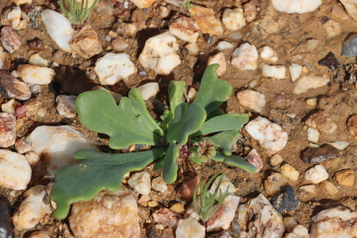 Image of Othonna auriculifolia by (c) Tony Rebelo, some rights reserved (CC BY-SA)