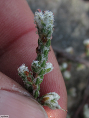 Erica xeranthemifolia
