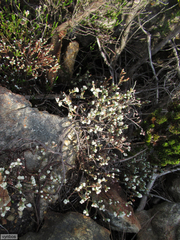 Erica xeranthemifolia