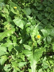 Sonchus oleraceus