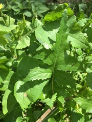 Sonchus oleraceus