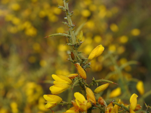 Image of Ulex argenteus by (c) Duarte Frade, some rights reserved (CC BY)