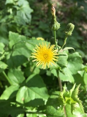 Sonchus oleraceus