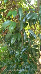 Urceola micrantha