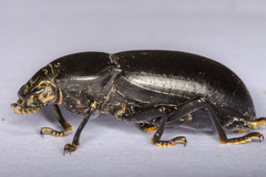 Coelometopus clypeatus