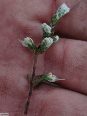 Erica xeranthemifolia
