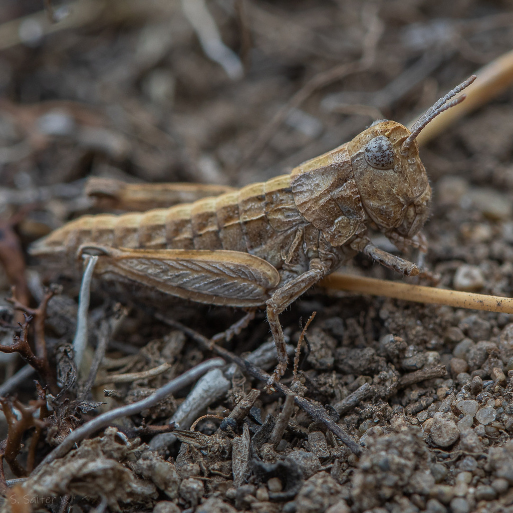 Tristira magellanica