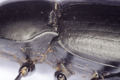 Coelometopus clypeatus