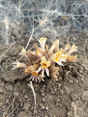 Aphyllon corymbosum