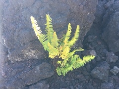 Polypodium pellucidum