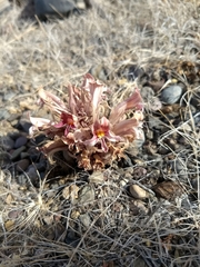 Aphyllon corymbosum