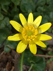 Lesser Celandine (Ranunculus ficaria)