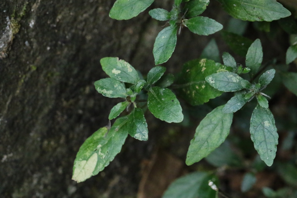 Strobilanthes tetrasperma; photograph author not stated, no rights reserved