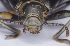 Coelometopus clypeatus