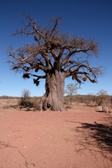Bubalornis niger niger