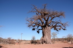 Bubalornis niger niger